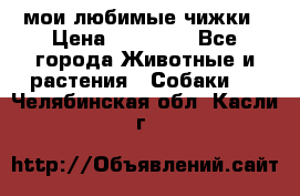 мои любимые чижки › Цена ­ 15 000 - Все города Животные и растения » Собаки   . Челябинская обл.,Касли г.